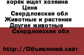 хорёк ищет хозяина  › Цена ­ 3 000 - Свердловская обл. Животные и растения » Другие животные   . Свердловская обл.